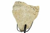 Dinosaur (Triceratops) Frill Shield Section w/ Stand - South Dakota #350633-2